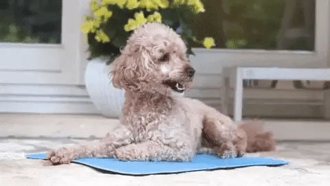Puppy Pad