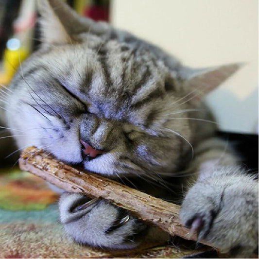 Dental Sticks