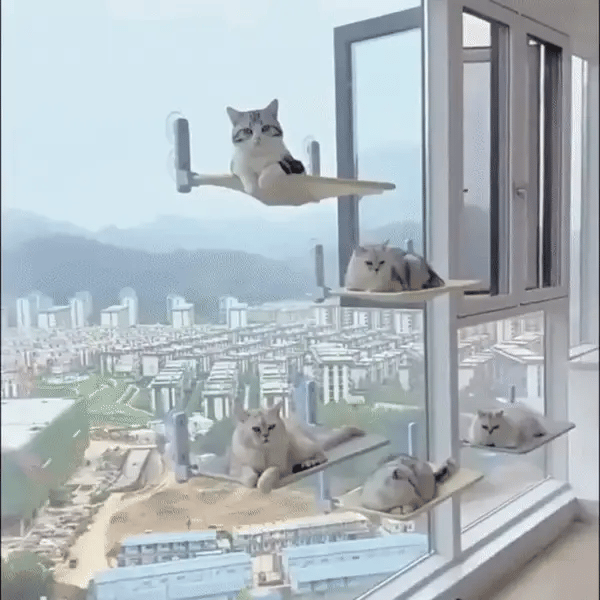 Cat Hammock