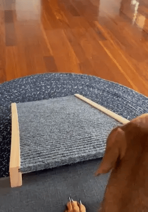 DOG RAMP